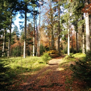 Bayrischer_Wald