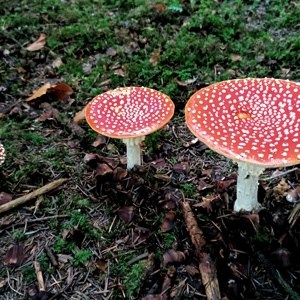 Pilze_suchen_bei_Johann