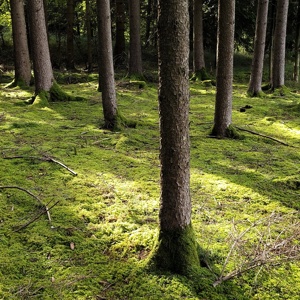 Pilze_suchen_bei_Johann_2024