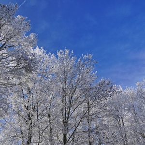 Winter_im_Hofgarten_Neujahr_2025