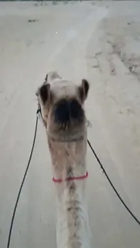 VID_20230321_190347.mp4