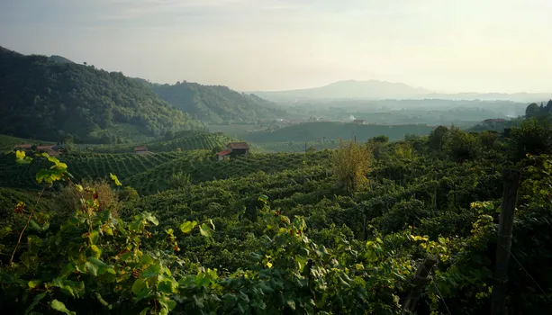 weinberge-bei-valdobbiadene_48849473932_o.jpg