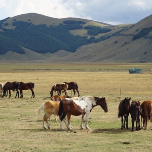 Castelluccio