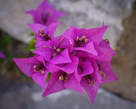 DSC07515.jpg