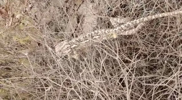 VID-20210801-WA0021.mp4